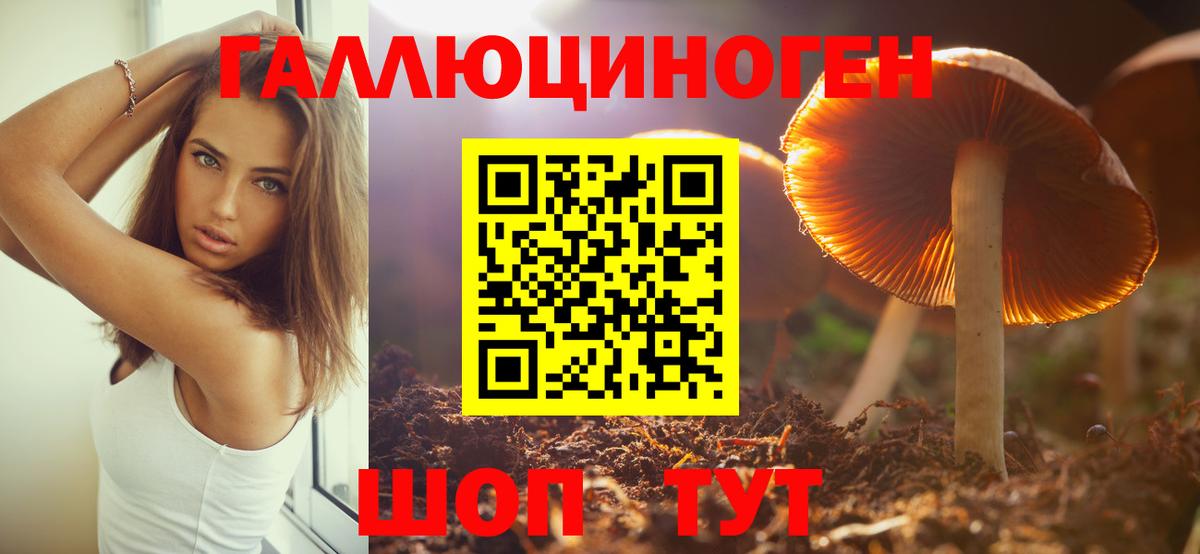 Псилоцибиновые грибы Psilocybe Курчалой